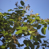 <i>Pterocarpus santalinus</i>  L.f.